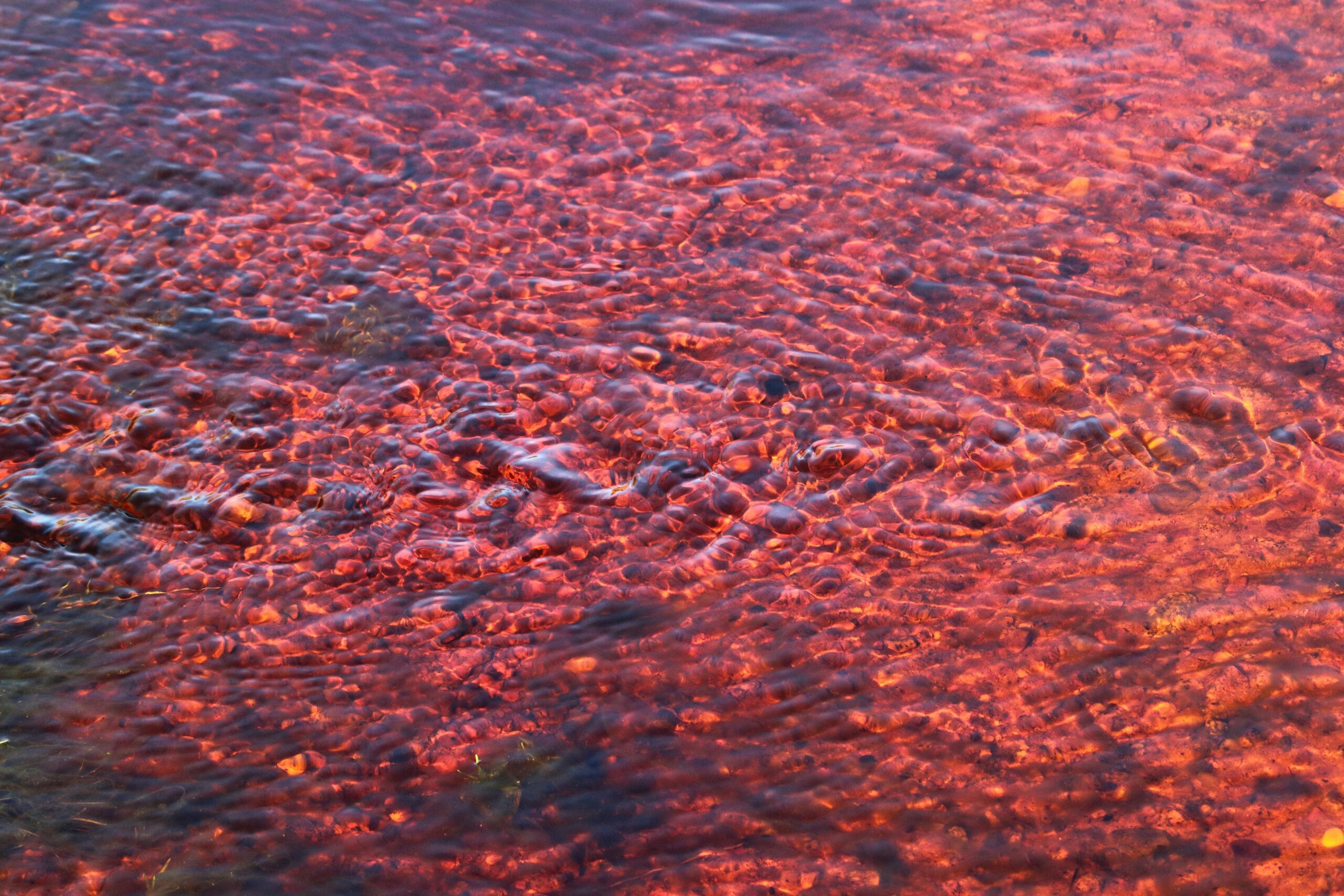 Lake Como 3 Days Itinerary: A Local’s Guide to Mountains, Villas, and Real Food (2026)