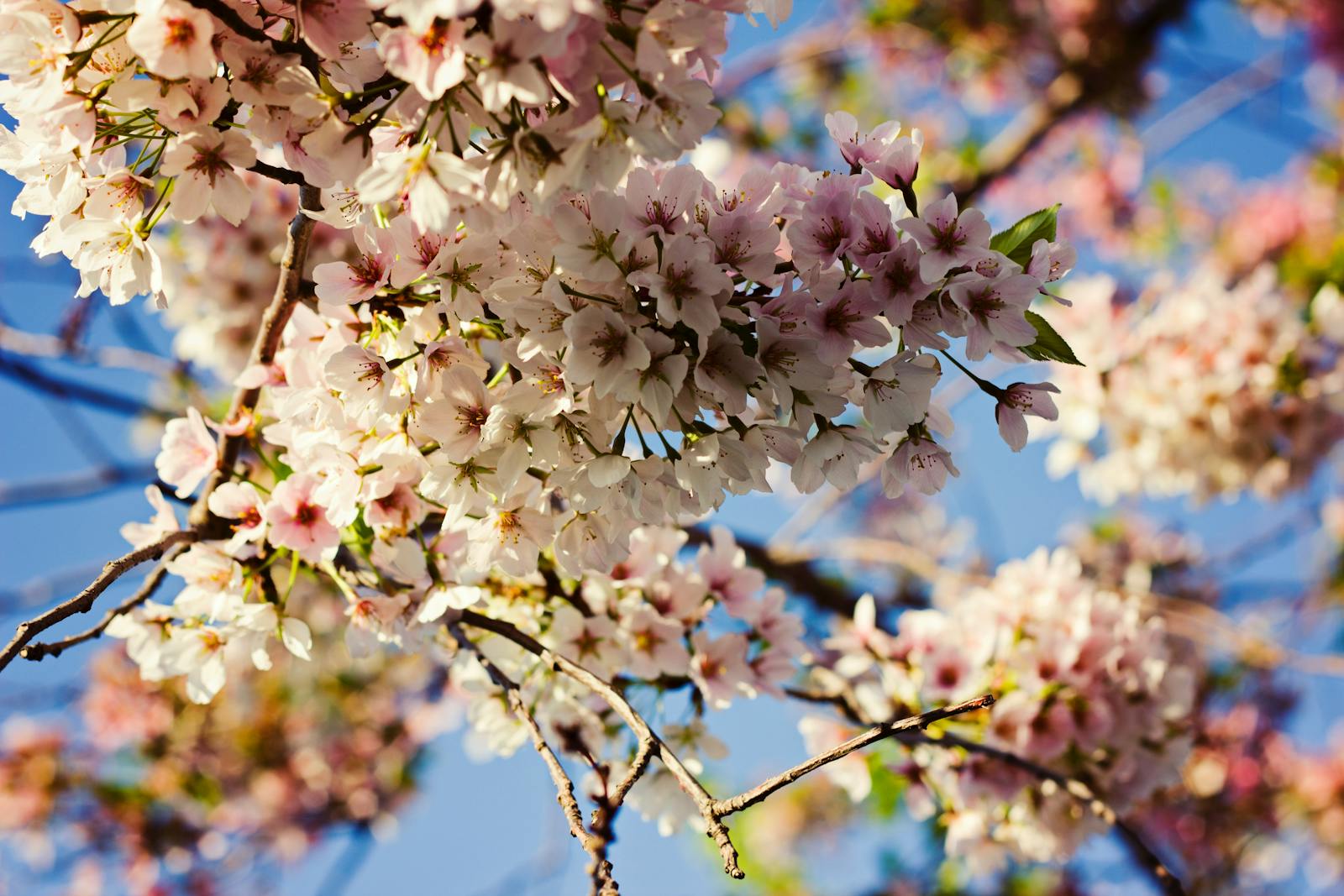 Cinque Terre in Spring: Why April and May Are the Best Time to Visit (And What Locals Actually Do)